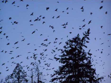 Tons of crows fill the Bothell sky at dusk Feb. 18 in this picture taken with a tripod on the University of Washington