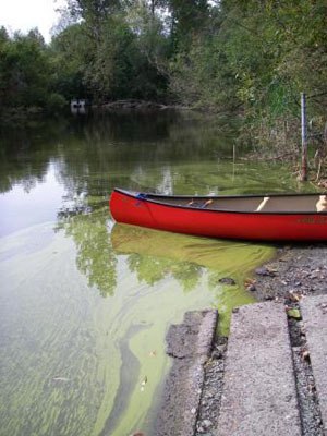 This photograph shows a blue-green algae bloom at a local park in Maple Valley.