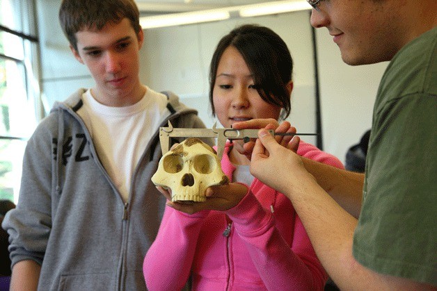 Students measure the characteristics of casts of chimpanzee skulls from different stages of development during a class taught by UW Bothell assistant professor Rebecca Price.