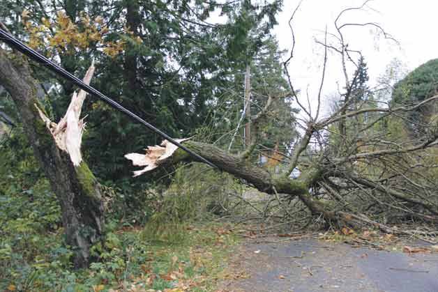Bothell resident David Arthur took this photo of storm damage on 88th Ave NE.
