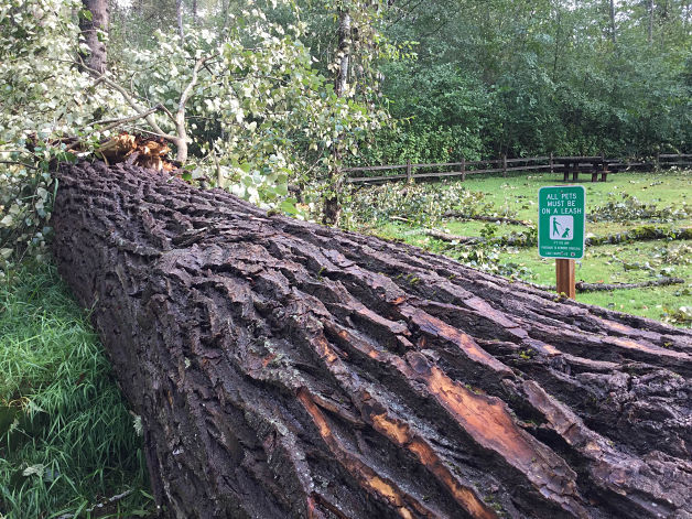 A large tree took down six spans of transmission and distribution wire in Swamp Creek Park in Kenmore. Asplundh crews are required to help Potelco access the heavily vegetated area.