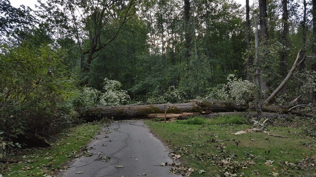 Downed trees at Wallace Swamp Creek Park in Kenmore have blocked walkways and littered the area with debris.