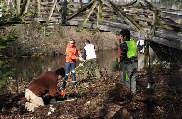 Volunteers with the Adopt-a-Stream Foundation remove invasive blackberries from the base of the Park at Bothell Landing bridge across the Sammamish River last Saturday.