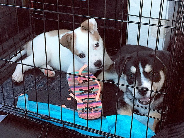 These two puppies were found in a hot car on a sunny day