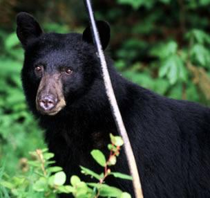 A black bear