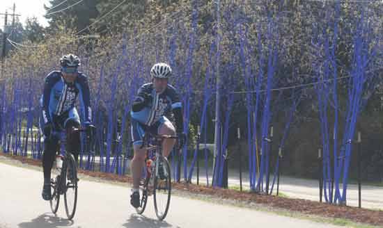 Bicyclists cruise by the 'Blue Trees' in Kenmore last Saturday morning. According to a sign near the Himalyan Birch trees — planted on the Burke-Gilman Trail on Northeast Bothell Way near 80th Avenue Northeast: 'These newly planted trees have been temporarily transformed with environmentally safe pigment to inspire awareness and discussion about global deforestation. As an ephemeral artwork