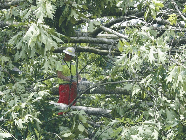 A worker stands inside a gigantic tree on the grounds of the old Northshore School District property. All of the trees on the block next to Bothell Way N.E. were removed Wednesday to make way for a new development.