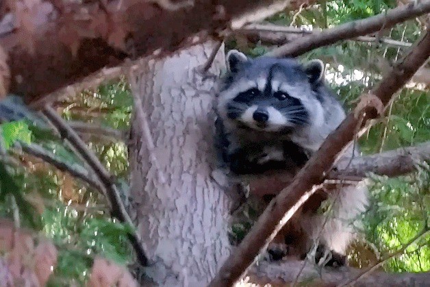 Dora Victor captured this Raccoon in the Silver Springs neighborhood the first Sunday of March. This 'Stolen Moment' is the winner of the inaugural Northshore Snapshots for arresting this thief's moment in the woods.