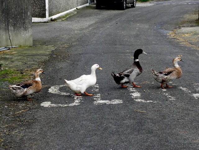 Wildlife crossing the road can pose a risk to all road users.