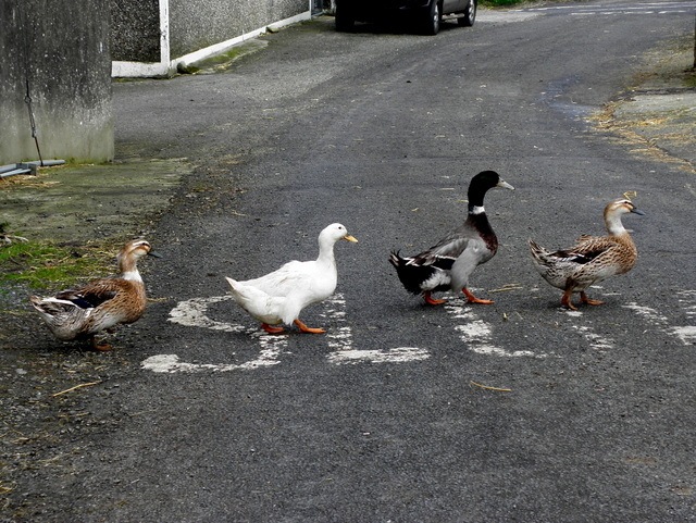 What is the risk of crossing the road?