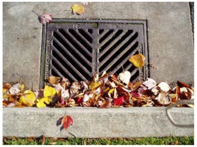 Adopt a Bothell storm drain in your neighborhood.