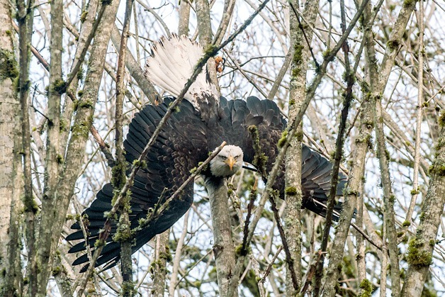 Bothell resident and wildlife photographer Nancy Wagner shot this photo of an eagle caught in a tree in Bothell.