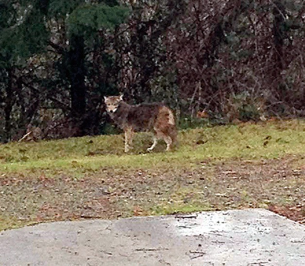 Coyotes