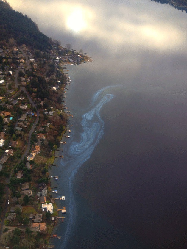 Algae blooms off Kenmore in Lake Washington.