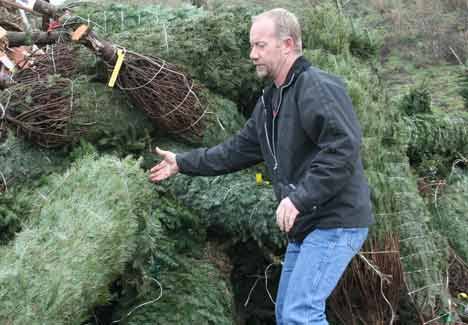 Gary Fruhling organizes Christmas trees to be given away this morning at his Bothell recycling business.