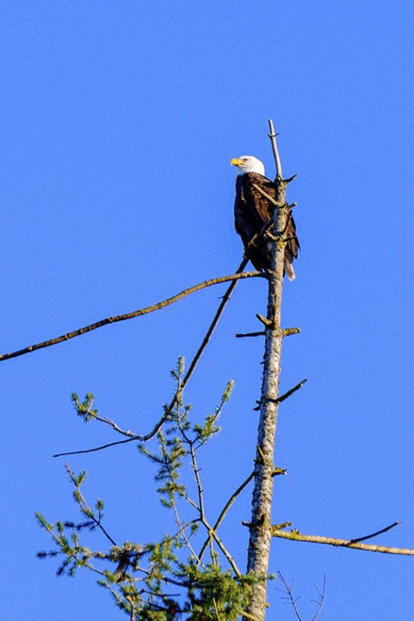 This bald eagle photograph was taken on Sunday