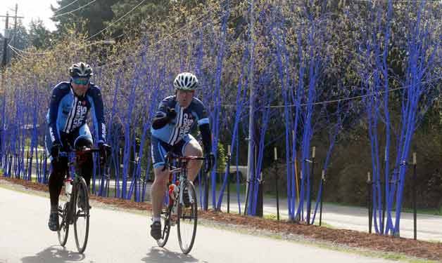 These Himalayan Birch trees were planted along the Burke-Gilman Trail in Kenmore last spring and have become a symbol of the city.