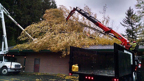 Four trees fell on the roof of Bear Creek Elementary School in Woodinville. The school is a part of the Northshore School District.