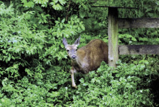 Judith Walters has lived on East Riverside Drive in Bothell since 1963 and had never seen a deer in her yard — until last month. This one and several others paid her a friendly visit.