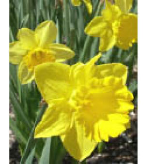 Bothell favors daffodils for centennial events