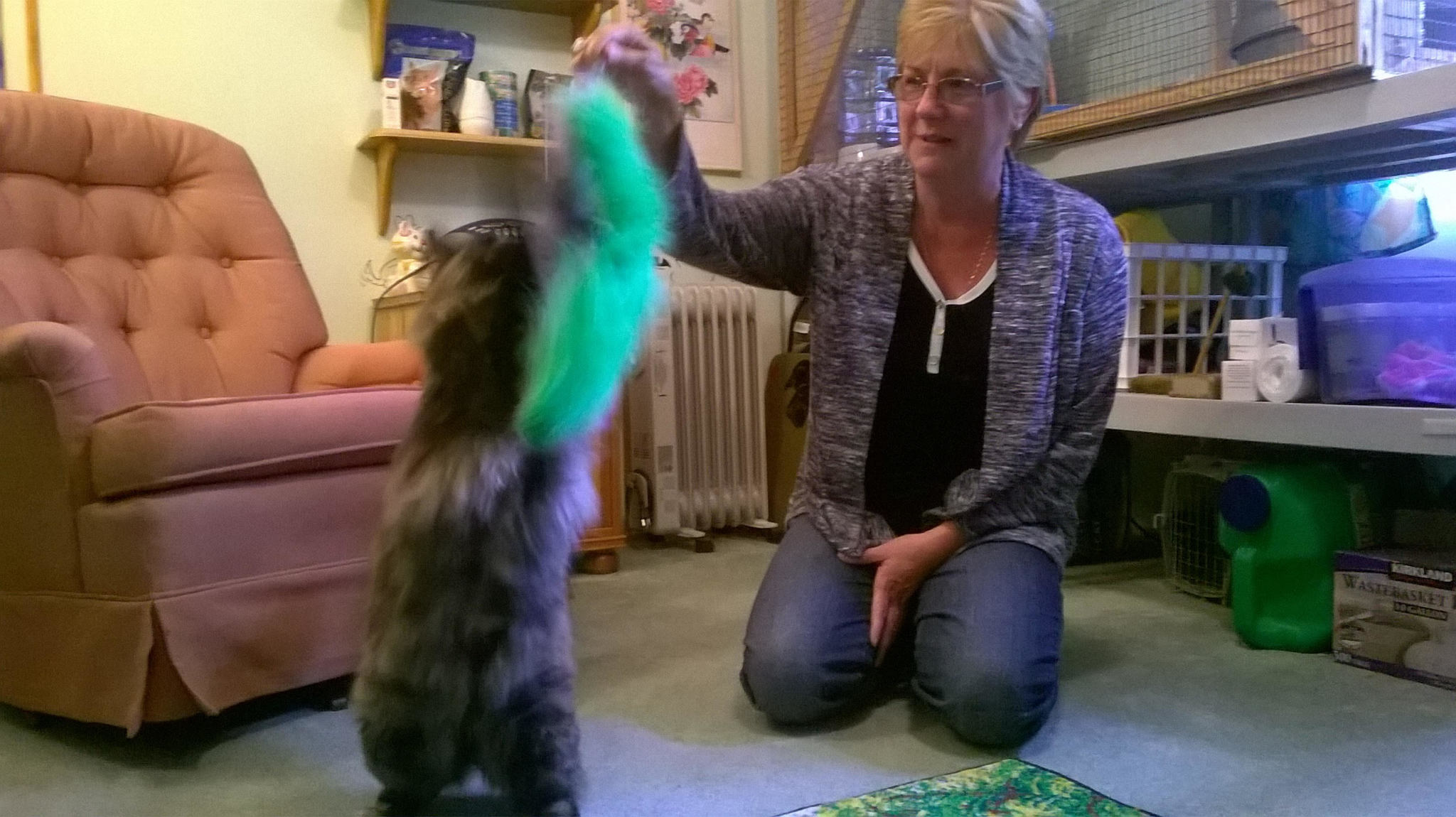 Susie Ormbrek plays with a guest at the Bothell Kitty B&B. AARON KUNKLER/Bothell Reporter