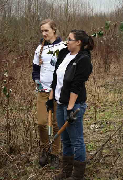 Andrew Hunt (left) pulls a long blackberry stalk out of the bushes as Lily Heinz dodges the sharp thorns in the North Creek wetlands in Bothell on Saturday.