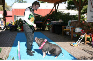Pig trainer Priscilla Valentine works with one of her performers
