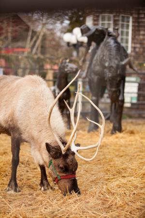 Reindeer coming to Country Village Nov. 12