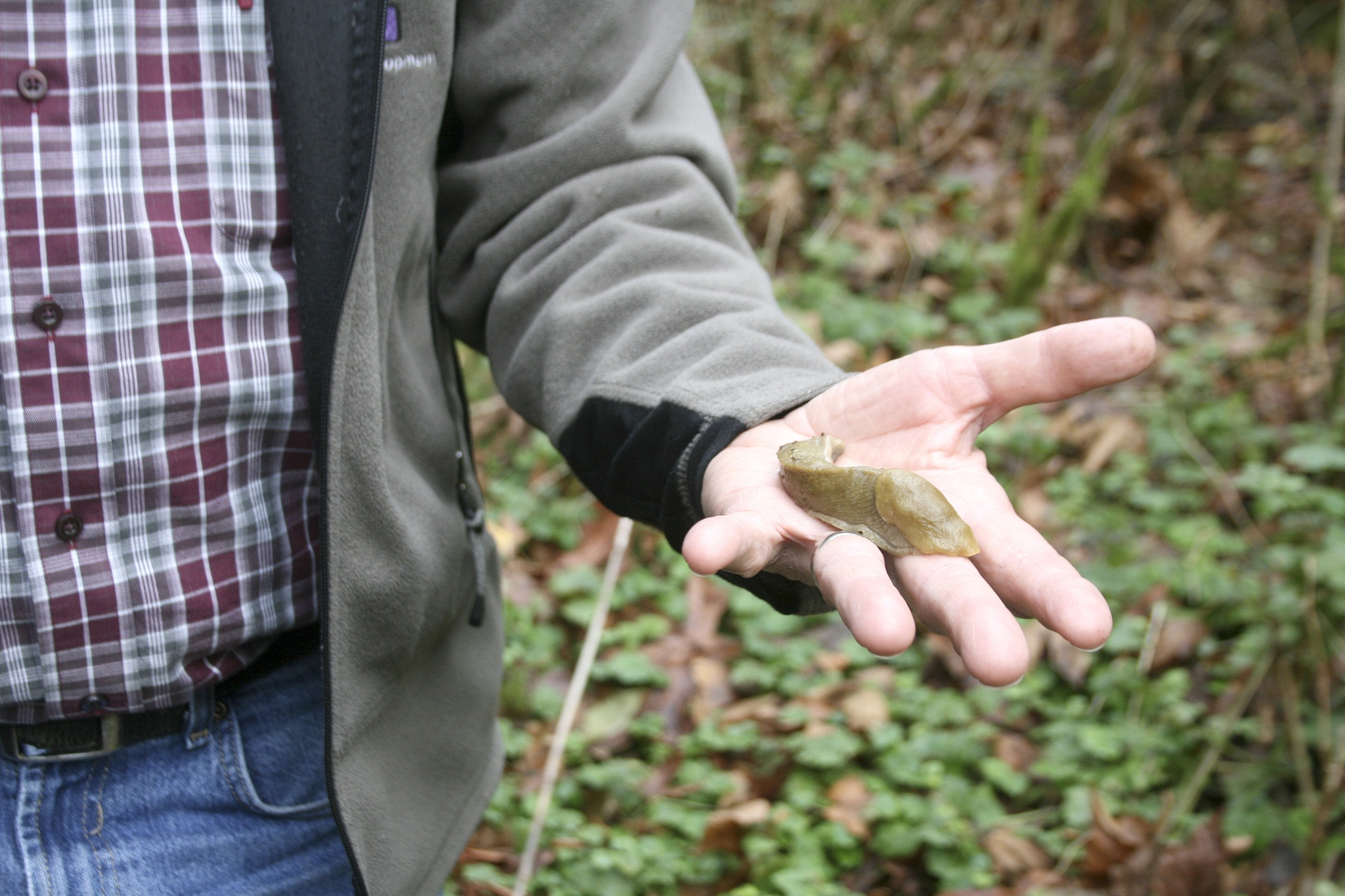 Shelton View Forest Stewardship Association (SVFSA) board member Bob Rorabaugh holds a slug in the forest. CATHERINE KRUMMEY / Bothell Reporter