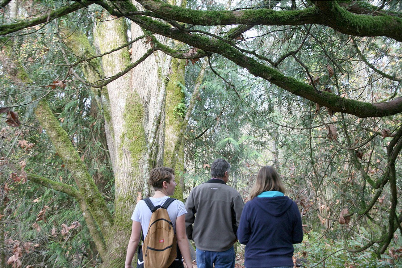 Shelton View Forest Stewardship Association (SVFSA) board members Hillary Sanders (left), Bob Rorabaugh and Cheryl Stanford lead a hike through the forest. CATHERINE KRUMMEY / Bothell Reporter