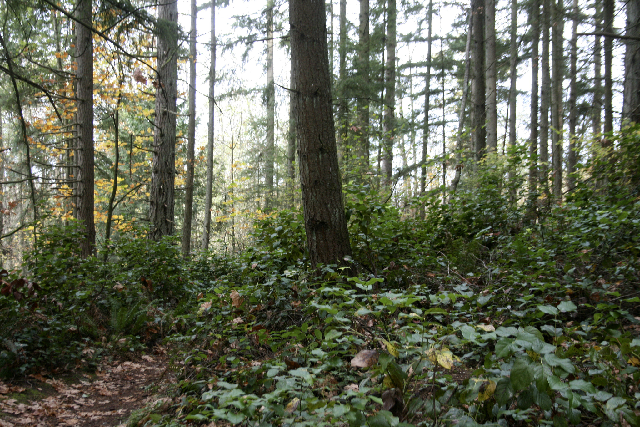 Shelton View Forest is located in northern Bothell. CATHERINE KRUMMEY / Bothell Reporter