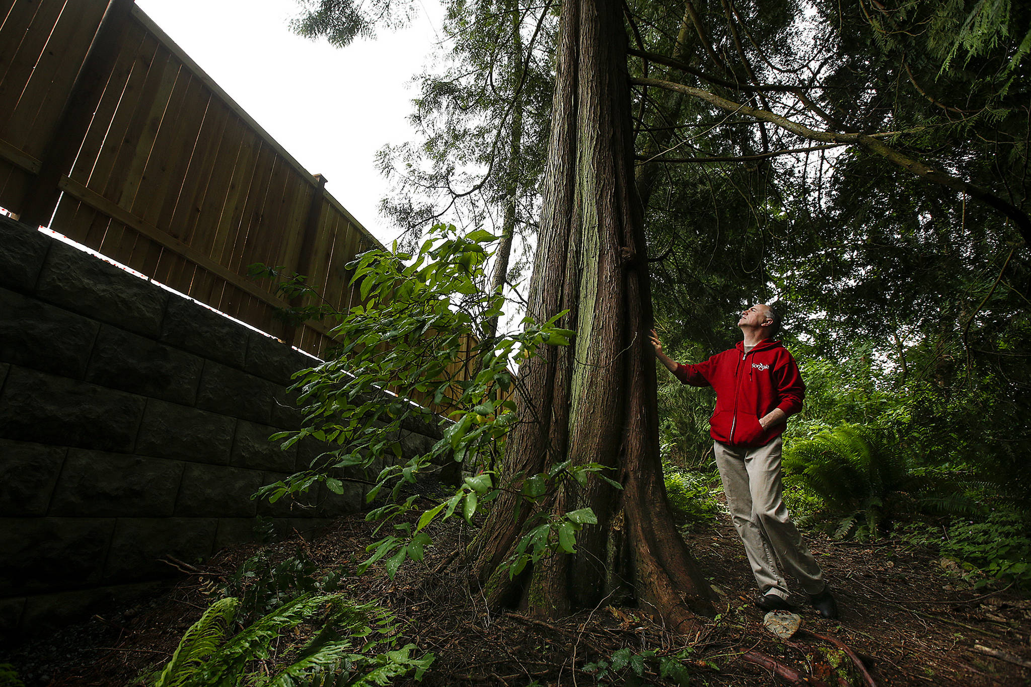 Ian Terry / The Herald Songaia resident Brian Bansenauer looks up at a Western red-cedar tree growing near the property line seperating the cohousing community from the new Crestmont Place 25-lot development in Bothell on Thursday, June 1. Bansenauer and others from the Songaia community worked with developers to help save the tree pictured as well as many others in the area. Photo taken on 06012017