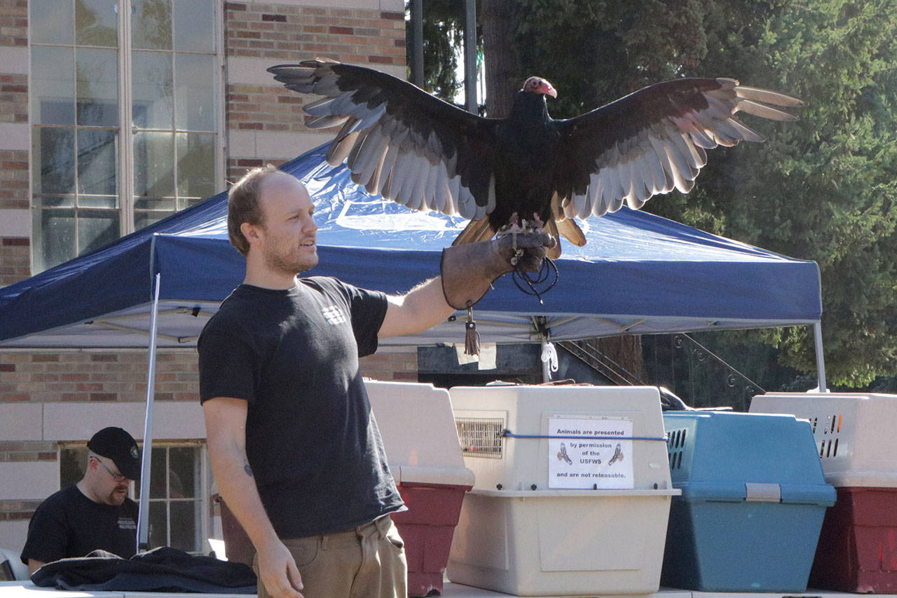 The Turkey Vulture spreads its wings during Outdoor Education Day with Woodmoor students Sept. 22. Megan Campbell, Bothell/Kenmore Reporter