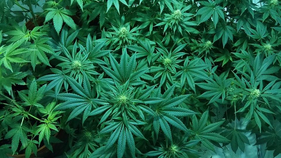 Marijuana plants seen from above. Sound Publishing file photo