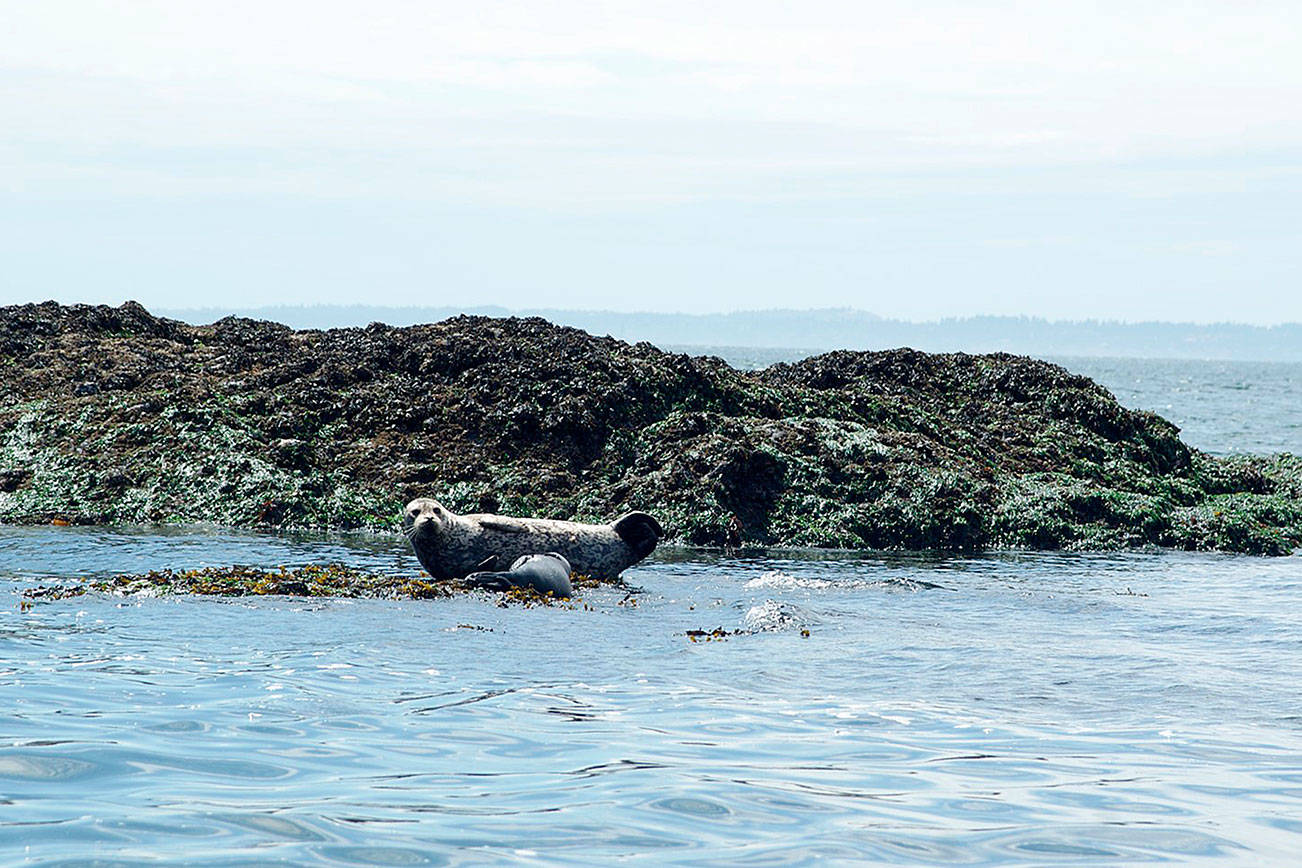 Courtesy of Snohomish County Marine Resources Committee