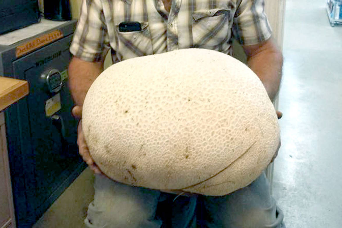 Chimacum man finds huge mushroom in his field