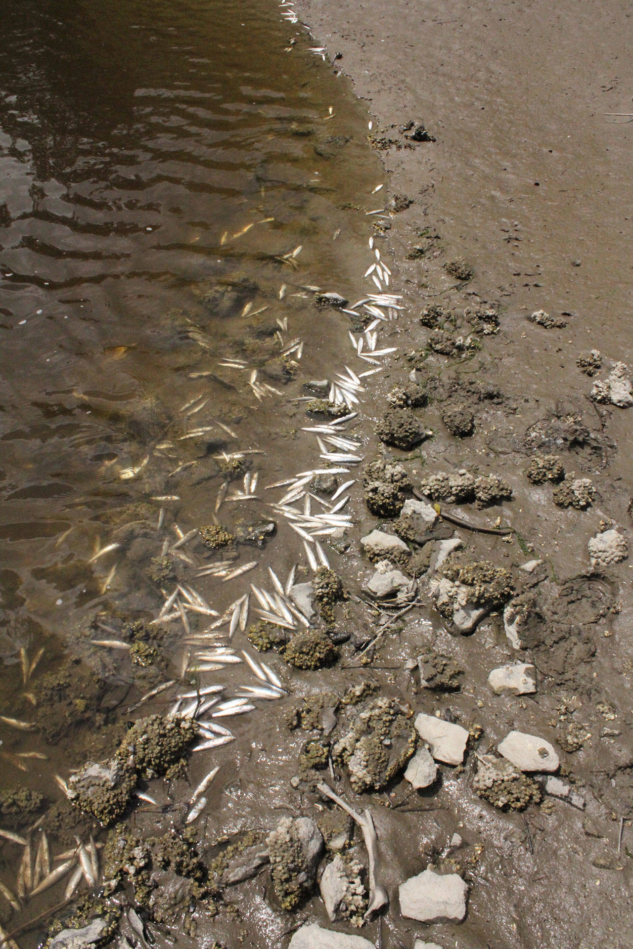 Dead Liberty Bay anchovies likely the result of natural processes