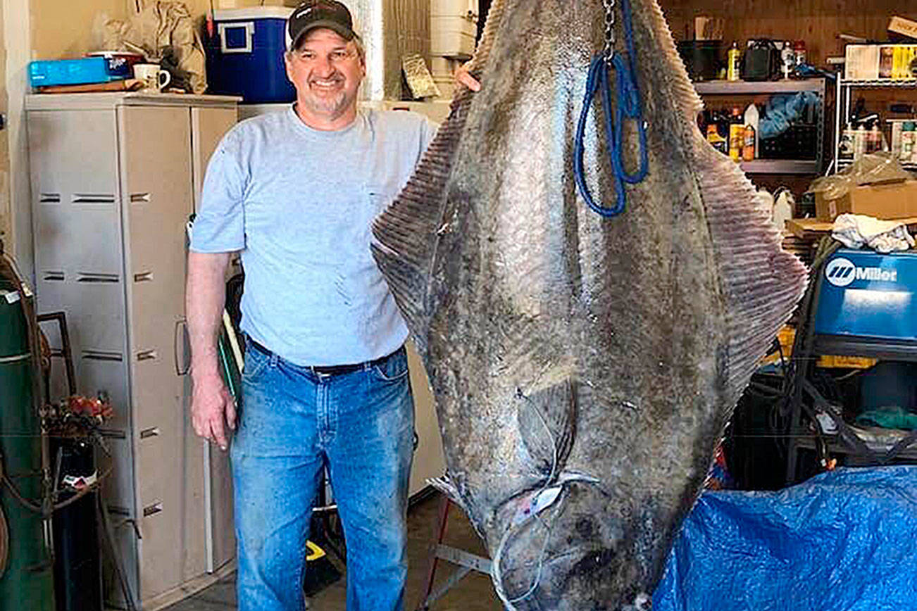 Photo submitted                                Tom Hellinger stands next to a halibut he caught in Puget Sound.