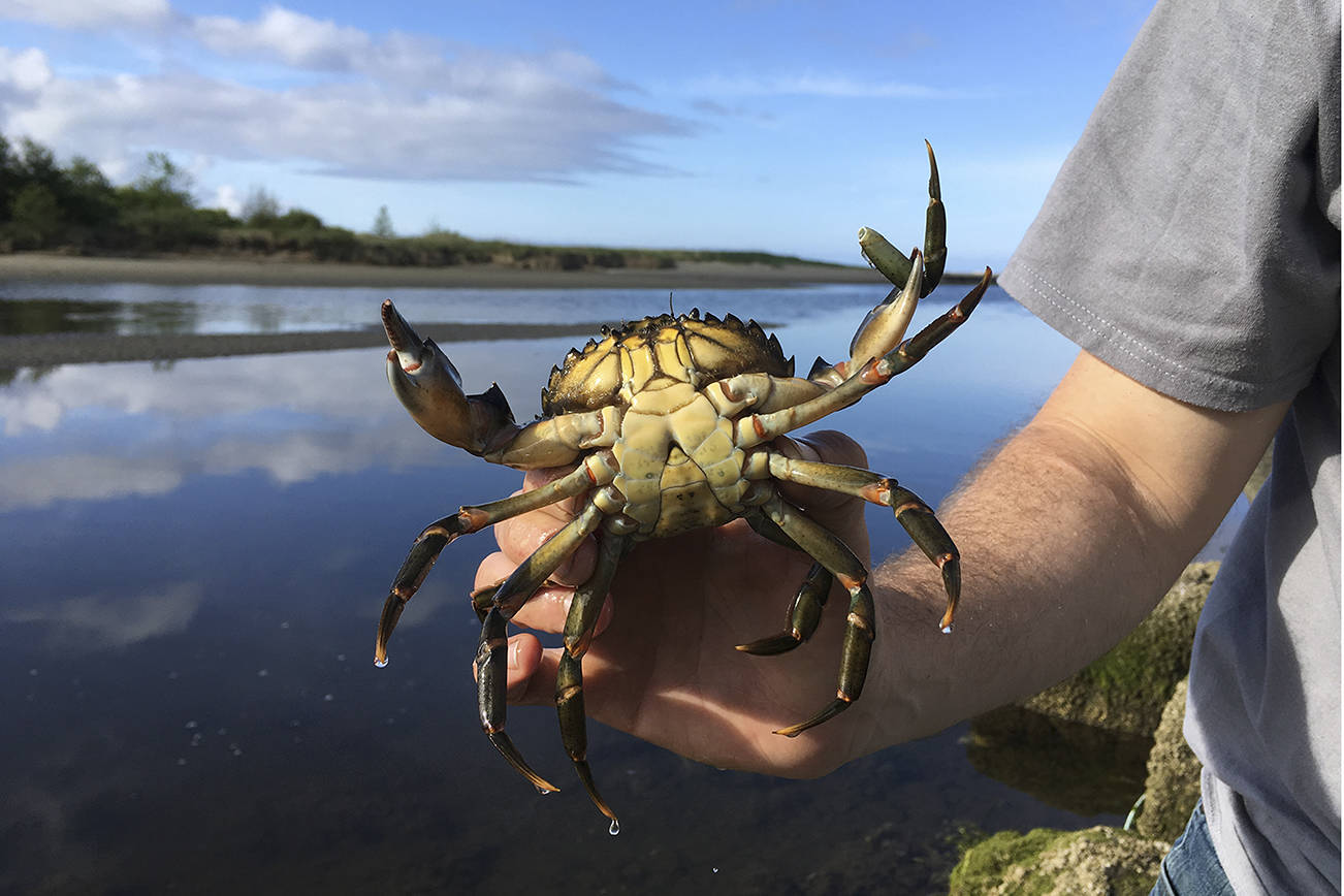 Neah Bay seeing rise in green crab catches