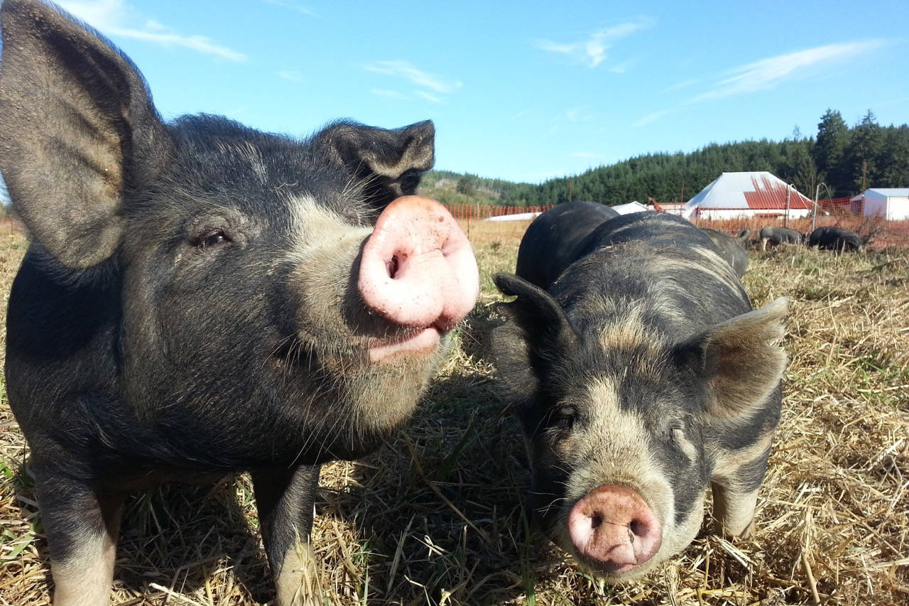 Pigs on Hidden River Farms. Photo by Lucia Wyss