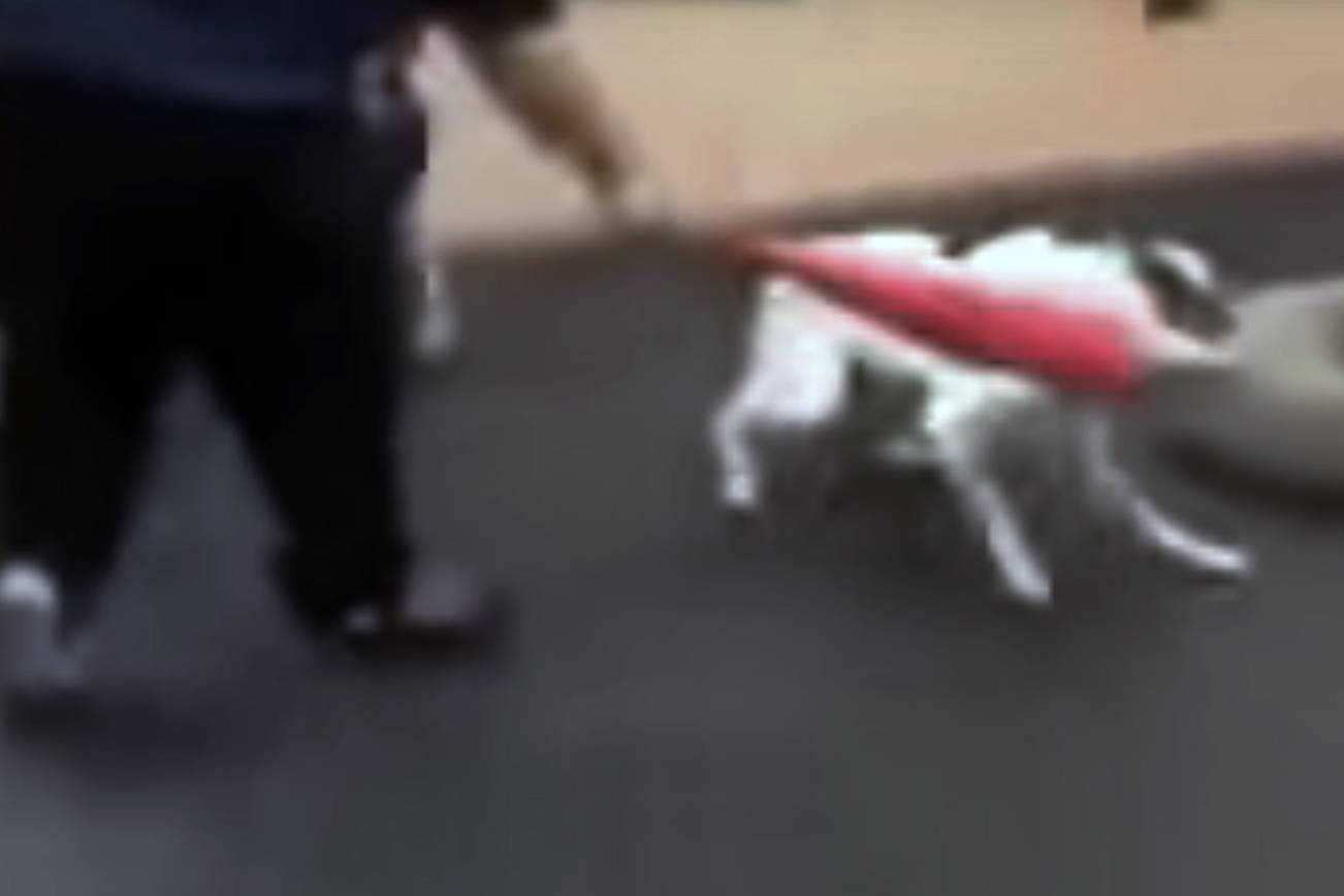A video has surfaced which shows a trainer at Bothell’s Academy of Canine Behavior hitting a dog with a plastic bat.