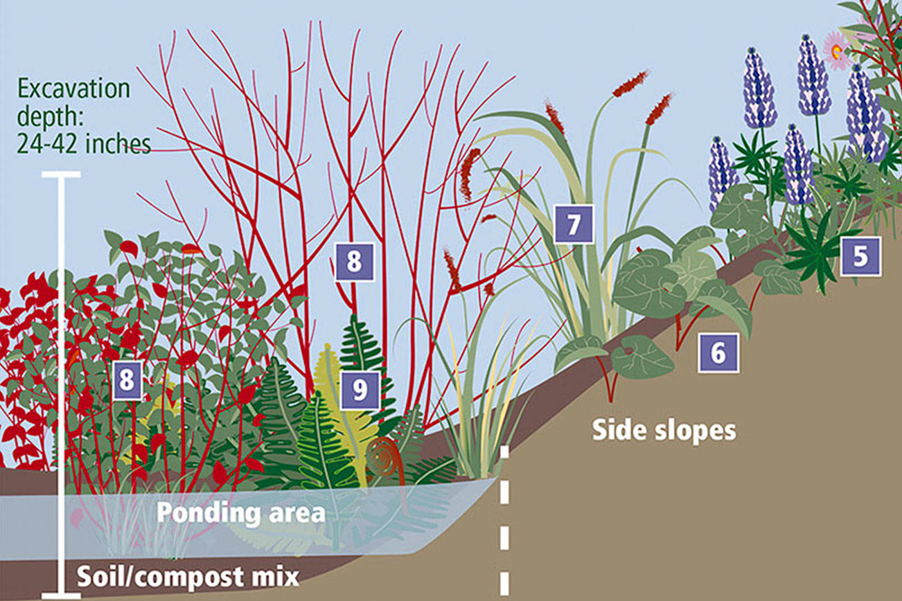 Rain gardens: Nature’s sponge