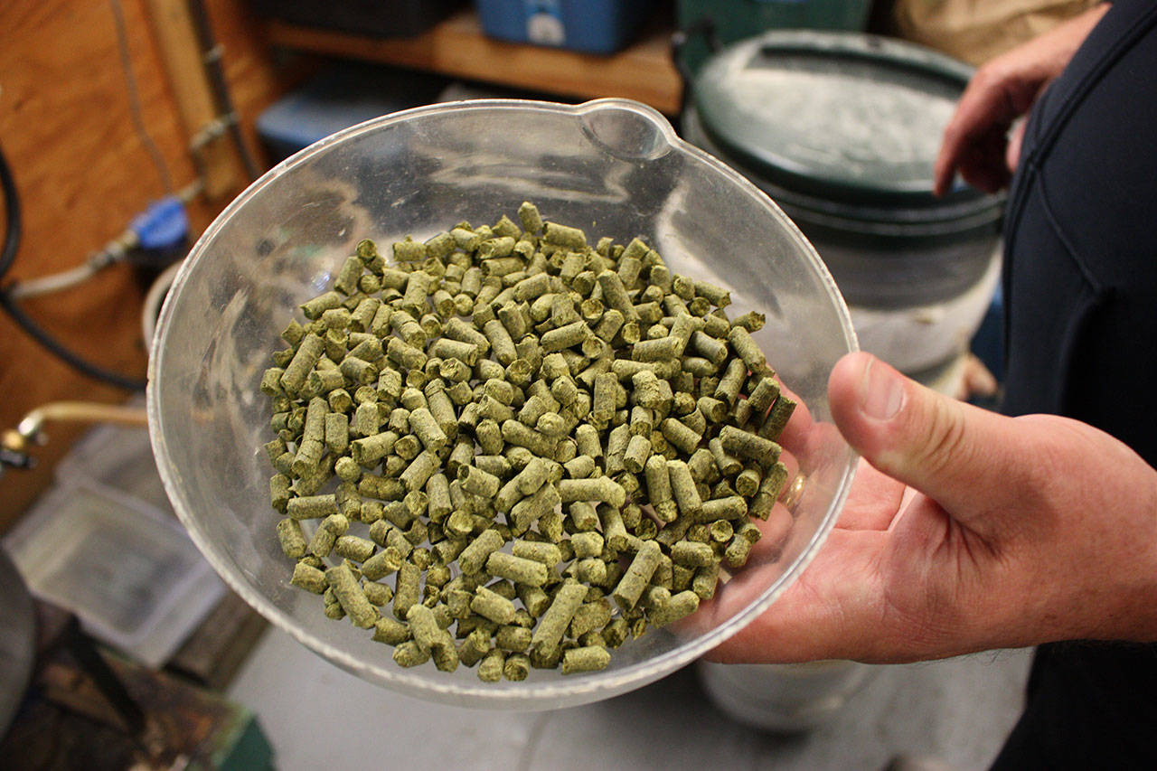Foggy Noggin Brewing uses a wide variety of hops in their beers, with many being imported from the U.K. for their English-style brews. A batch of British Fuggles Hops is seen here moments before it is added to a mash. Aaron Kunkler/staff photo