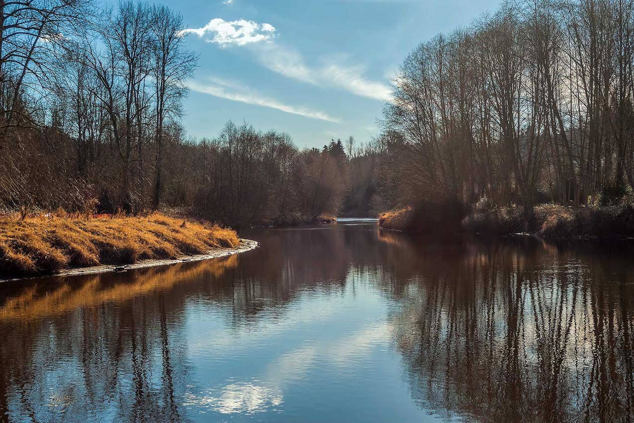 In Kenmore, the SMP applies to Lake Washington, Sammamish River, and Swamp Creek and associated wetlands. Bothell’s SMP, which was last updated in 2013, also governs development next to the Sammamish River (pictured) and Swamp Creek, along with North Creek. Photo courtesy of Mark Hussein