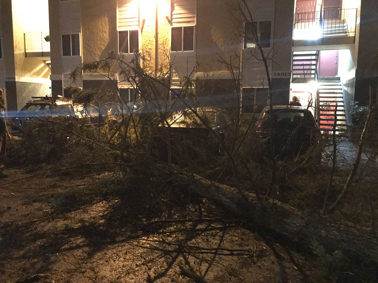 Nobody was hurt when a tree fell in the parking lot of a condominium complex on Finn Hill in Kirkland during a windstorm on Dec. 14. but a few cars suffered some scratches. Samantha Pak/staff photo