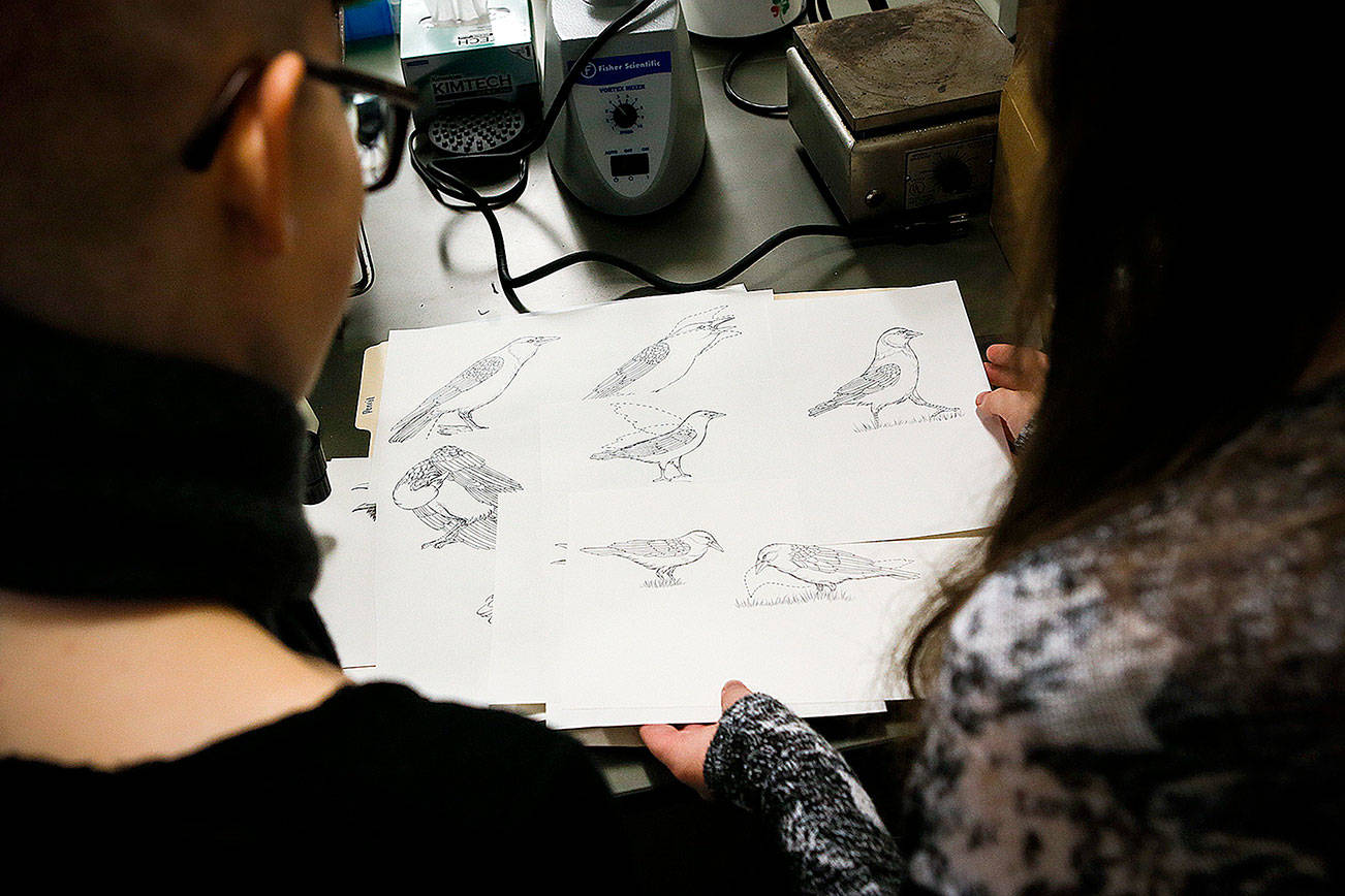 UW Bothell studying how crows communicate with each other