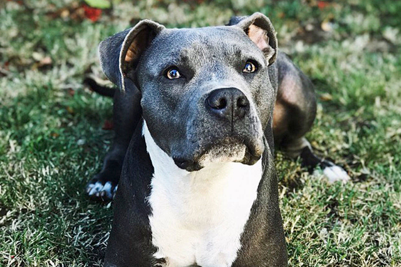 Proposal: Let Washington dog owners appeal ‘dangerous’ breed bans