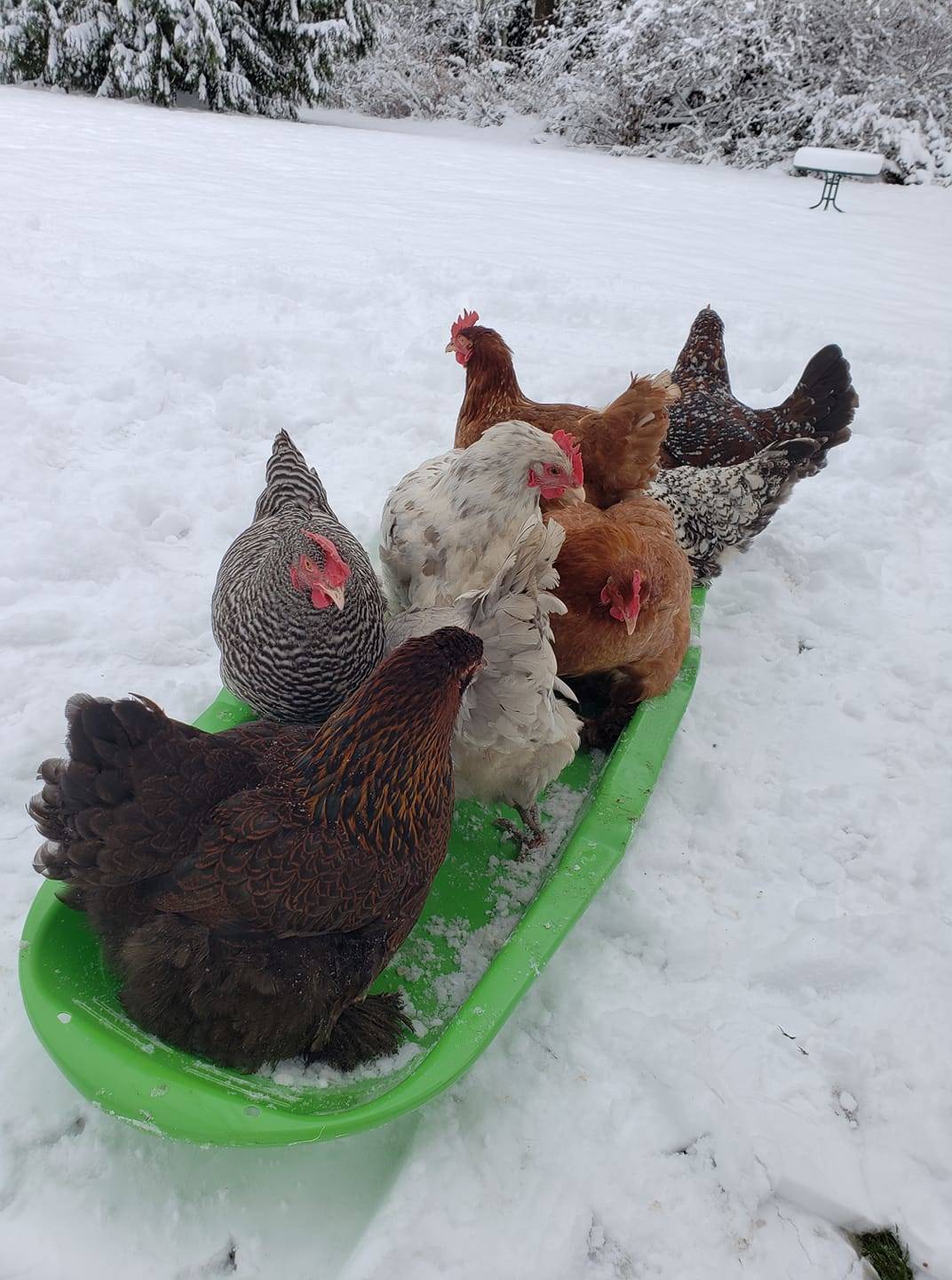 Some local chickens enjoying the snow. Photo courtesy of Kim Dunlap