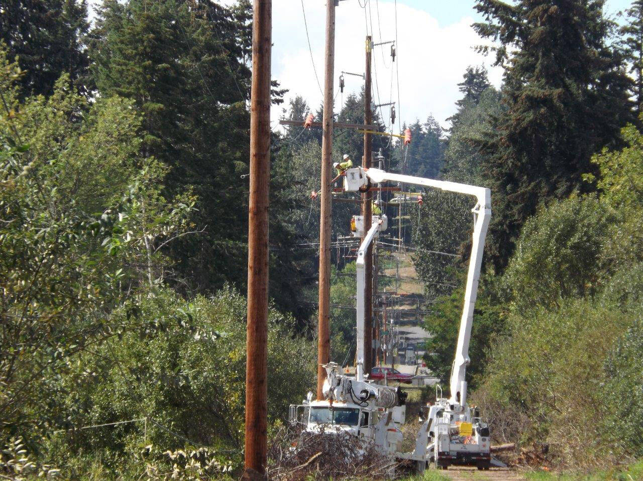 Multiple workers for PSE trim and remove trees to clear pathways for the utility lines. Photo courtesy of Puget Sound Energy.