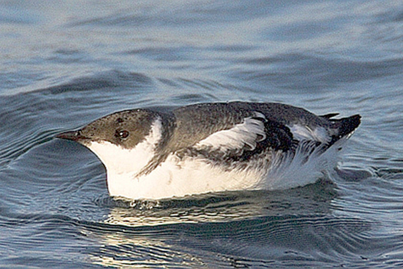 Habitat for the marbled murrelet in King County includes areas around the Middle and North Forks of the Snoqualmie River, as well as areas around the Skykomish and Upper Cedar rivers. File photo